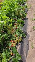 Strawberry plants with ripe and green fruits growing on black plastic mulch, showcasing agricultural cultivation techniques in sunny field conditions video