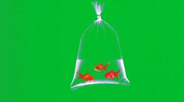 Goldfish swimming inside a plastic bag filled with water, suspended in front of a green backgrounf video