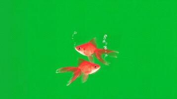 Two goldfish swimming together with bubbles rising in front of a green background. Animal concept video