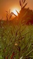 sunset in the forest, grass in a forest at sunset. Plants swaying in the light wind. Shallow depth of field. Beautiful nature background. video