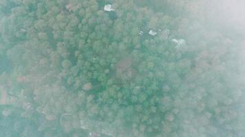 An aerial view of a forest with trees and houses video