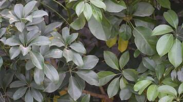 Heptapleurum arboricola dwarf umbrella leaves showcasing their unique shape and texture in a garden setting. video