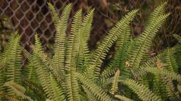 Nephrolepis cordifolia Boston fern leaves showcasing their lush and textured appearance in a natural setting. video