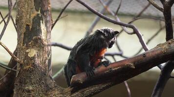 Tamarin Monkey Sitting on Branch in Enclosure video