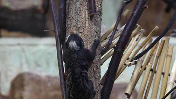 Tamarin Monkey Perched on Branch Inside Wildlife Enclosure video