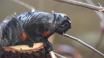 Black Tamarin monkey resting on a tree branch video