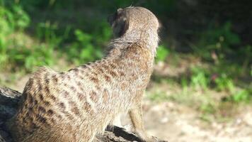 Meerkat in sunlight with sharp facial features and spotted fur, natural setting video