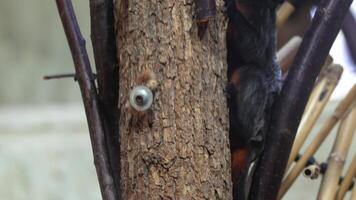 Black Tamarin monkey clinging to tree with open mouth video