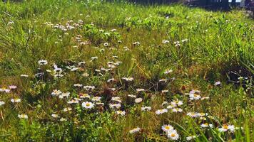 Field of Blooming Wild Daisies in Spring Sunlight video