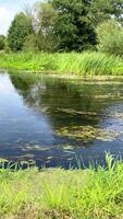 Algae in a narrow river, river in the woods in summer video
