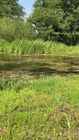 Quiet and calm river, overgrown with thickets and tall grass, summer sunny day video