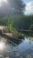 Kayak floating on an algae-covered river, ducks floating on a river on a sunny day in summer video