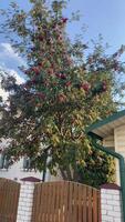 Tree with red rowan berries stands in the garden in the yard in summer video