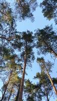 Bottom-up view of spruce tree tops, clear cloudless blue sky in summer video