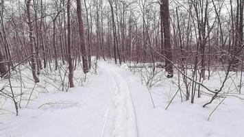 A trail in the woods is covered in snow video
