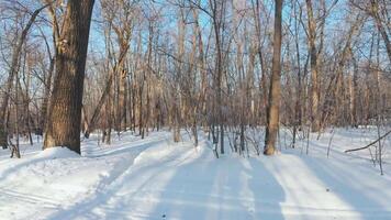 A snow covered forest with trees and snow video