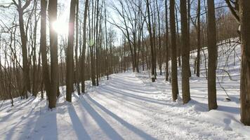 A trail in the woods with trees and snow video