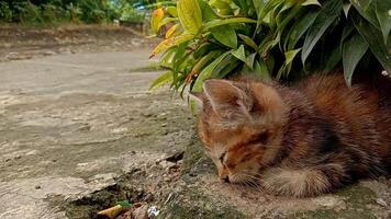 An orange and black fluffy kitten lying down and sleeping in the yard. video