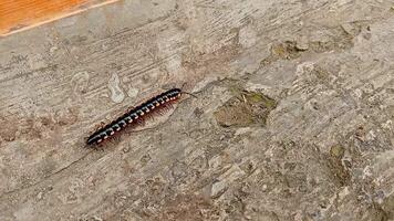 A Yellow Spotted Milipede crawling on a rough cement surface video