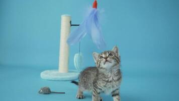 baby cat playing with toy slow motion studio shot of a in front of a blue background video