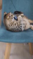 Cat Play vertical UGC of a Lazy Cat with Toys in a Living Room video