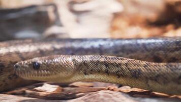 Cuban boa Snake Slide on the Rocks in a Natural Habitat video