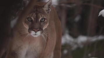 Canadian cougar prowls through winter forest in search of prey displaying incredible predatory skills video
