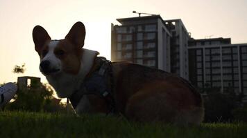 A corgi dog peacefully rests in the grass with a building in the background during sunset video