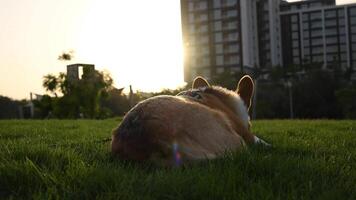 A corgi dog relaxes in the lush green grass with a building visible in the background during sunset video
