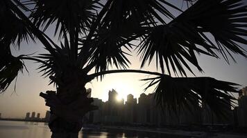 The sun is setting behind a palm tree in UAE, creating a striking silhouette against the sky video