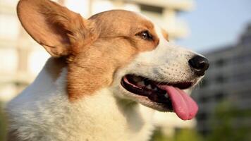 A close up of a corgi dog in a green park, with a building in the background during sunset video