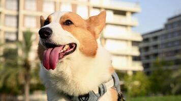 A close up shot of a Corgi dog standing in a green park with a building in the background during sunset video