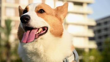 A close up of a Corgi dog at a green park with a building in the background during sunset video