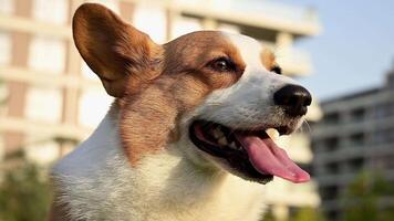 A close up view of a Corgi dog standing in a green park with a building in the background during sunset video