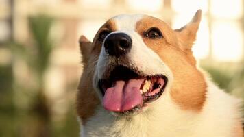 A close-up view of a Corgi dog with its tongue hanging out, in a green park during sunset video