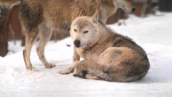 Two wolves interact in heavy snowfall within an icy forest during winter in Alaska video