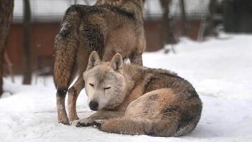 Wolves in a Heavy Snowfall. A Glimpse into Arctic Wildlife in a Winter Forest video