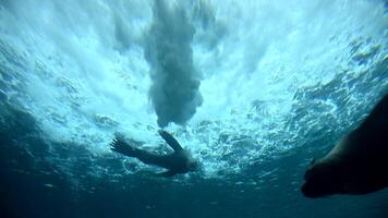 Experience the playful antics of young sea lions swimming gracefully underwater video