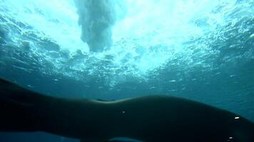 Witness young sea lions frolicking underwater as they glide and twist under a magnificent blue waterfall. This slow motion capture reveals their playful nature in a mesmerizing environment video