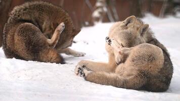 Pair of white wolves play and interact amidst heavy snowfall in a winter forest video