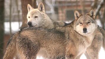 Pair of wolves navigating through heavy snowfall in a winter forest landscape video