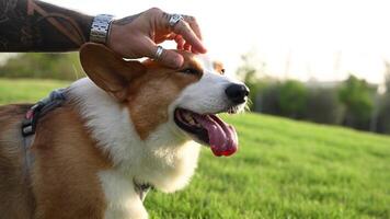 A corgi dog with brown and white fur stands on a vibrant green field, under the warm glow of the setting sun video