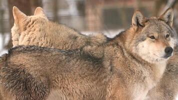 Wolves navigating through heavy snowfall in a winter forest of Alaska video