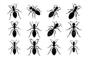 Simple Ant Silhouette Graphic Art Set Bundle Collections for Unique Animal Art vector