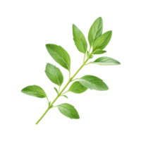 Oregano Sprig with Vibrant Green Leaves Against a Transparent Background png