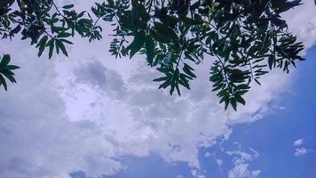 A view of a clear blue sky with white clouds that look like cotton on top. showing a little bit of mango leaves. photo
