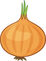 Textbook illustration of an onion beginning to sprout png