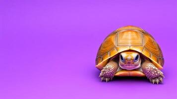 Small turtle is standing on a purple background. The turtle is looking at the camera. The purple background gives the image a calm and peaceful mood photo