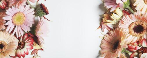 Floral background with pink gerbera flowers at white background. Frame with petals and copy space. Banner. Top view. photo