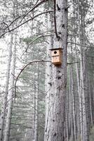 A birdhouse is placed on the high part of a tree in the forest photo